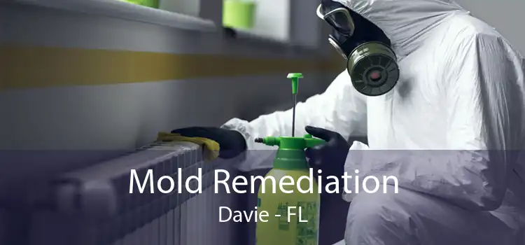 Mold Remediation Davie - FL
