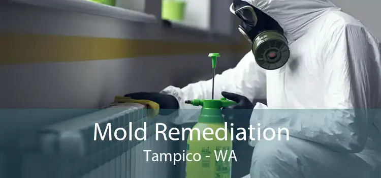  Mold Remediation Tampico - WA