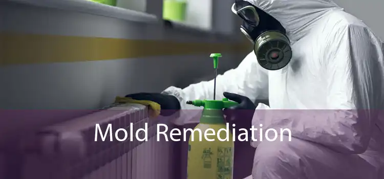  Mold Remediation 